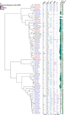Relating Coral Skeletal Structures at Different Length Scales to Growth, Light Availability to Symbiodinium, and Thermal Bleaching